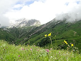 高山,景觀,山花
