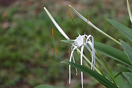 自然,植物區(qū)系,葉