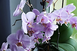 蘭花,花,關(guān)閉