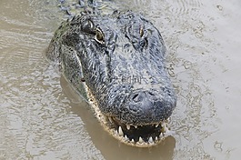 鱷魚,頭,野生動物