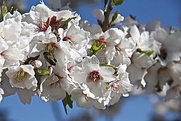 花,杏仁樹,春