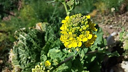 菜花,花,绿色