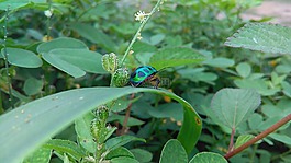 葉,自然,植物區(qū)系