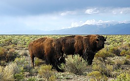 buffaloe,野生動物,動物