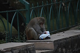 猴子,吃,食品