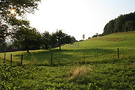 太陽,上午,牧場