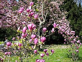 玉蘭,春天,芽