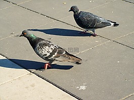 城市鴿子,鳥,動(dòng)物