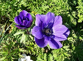 玫瑰的微風,藍色的花,庭園