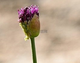 花,春天的花,開花
