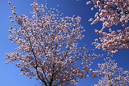 pesco,樹,羅莎