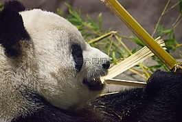 熊貓,熊,動(dòng)物園