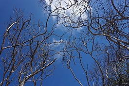 樹,熱帶,海灘