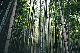 竹,枝杈,夏時制