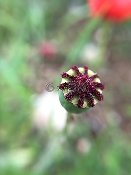 性質(zhì),花,廠