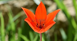 郁金香,明星郁金香,春天的花