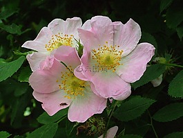 夏季,花,開花