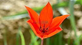 明星郁金香,花,開花
