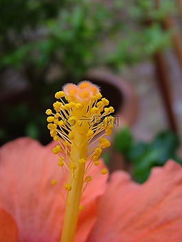 夏季,花,開花