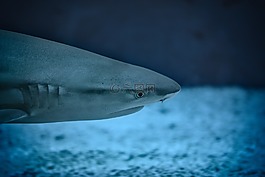 動(dòng)物,水族館,模糊