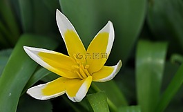 明星郁金香,花,開花