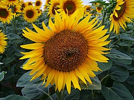 向日葵,黃色的花序,農(nóng)業(yè)