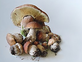 牛肝菌,食品蘑菇