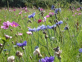 夏季鮮花,野花,性質(zhì)
