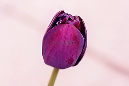 花,郁金香,紫