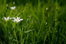 盛開,開花,光明