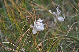 cottongrass,冰岛,scheuchzers cottongrass