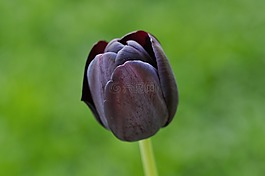 郁金香,紫,開(kāi)花