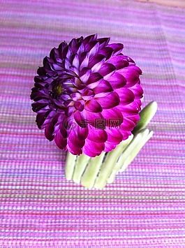 球大麗花,嬌琴紗,花