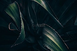 綠色,葉子,植物