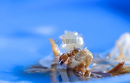 特寫,藍色,螞蟻