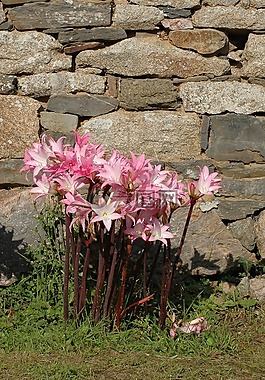 百合花,鮮花,粉紅色