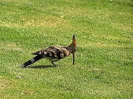 鳥,埃及,動物