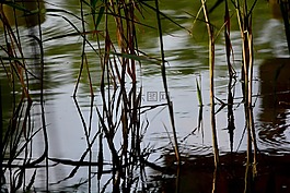 里德,海濱,水生植物