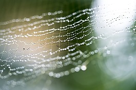 web,蜘蛛,滴