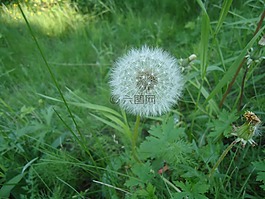 草,蒲公英,花卉