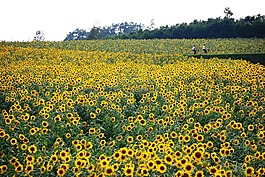 向日葵,原野,黃色