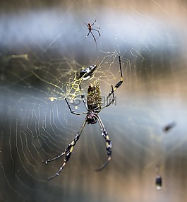 web,蜘蛛,滴