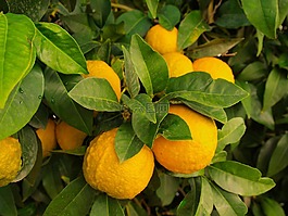 檸檬,樹,野生