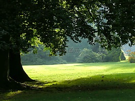 樹,公園,光