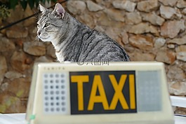 猫咪,保健,宠物