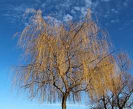 樹,牧場(chǎng),垂柳