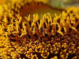 misskaori,花,黃色