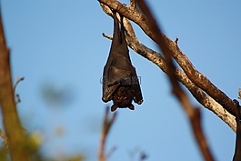 蝙蝠,掛,野生動物