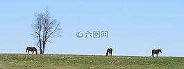 匹駿馬,放牧,馬
