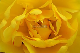 玫瑰,黃色,花瓣